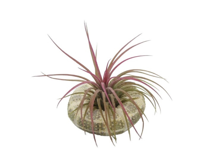 Sea urchin housing with real Tillandsie air plant jellyfish