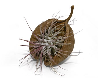 Tigela de nozes exótica Pterygota alata marrom com decoração Tillandsia festa no jardim decoração de varanda de verão