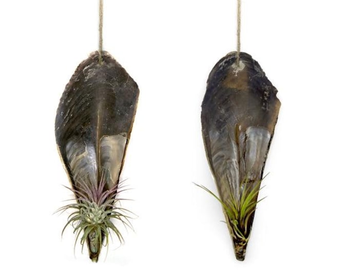 Fascinating Pinnidae shell with a Tillandsia set of 2