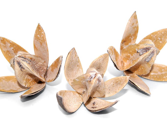 dried wild lilies in natural, set of 3