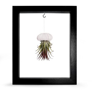 Picture Frame Sea Urchin Shell Tillandsie Decoration Garden Decoration Summer Bathroom Decoration Living Room Decoration