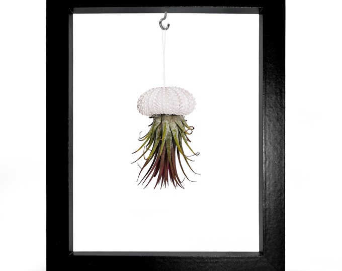 Picture Frame Sea Urchin Shell Tillandsie Decoration Garden Decoration Summer Bathroom Decoration Living Room Decoration