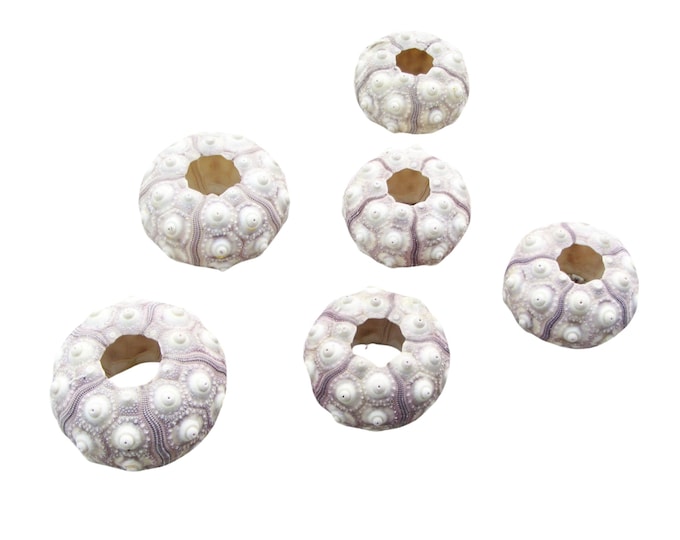 Sea urchin shells Sputnik set of 6