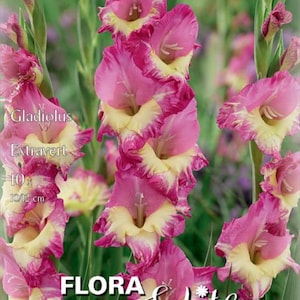 Può includere: Primo piano di un fiore di gladiolo con petali rosa bordati di giallo. L'immagine include il testo "Gladiolus Extravert" e misure da 10 cm a 12 cm. Il fiore fa parte della collezione Flora Elite.