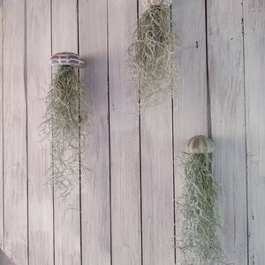 3er Set Seeigel mit Tillandsie XXL 30cm Luftpflanze Qualle Bild 1