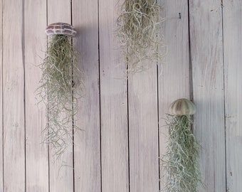 Set de 3 erizos de mar con medusa planta aérea Tillandsia XXL 30 cm