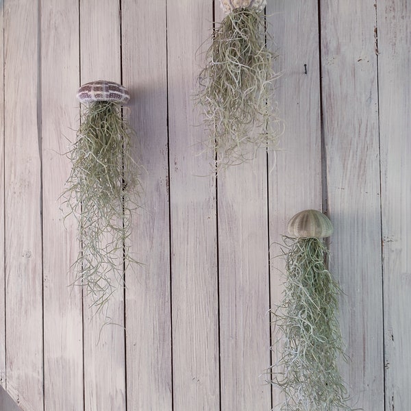 3er Set Seeigel mit Tillandsie XXL 30cm Luftpflanze Qualle