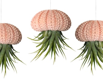 Set of 3 sea urchin shells with real Tillandsia