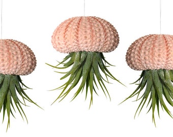 Juego de 3 conchas de erizo de mar con Tillandsia auténtica.