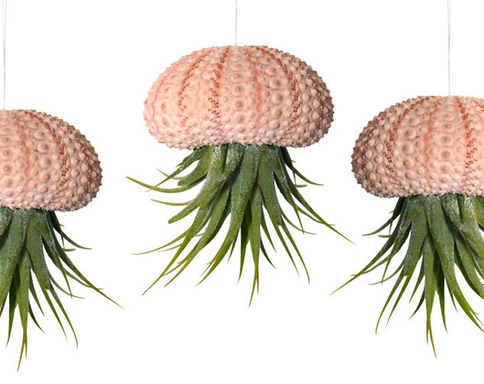 Set of 3 sea urchin shells with real tillandsia