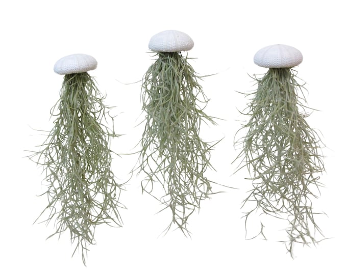 Sea urchin shell Alfonso white with Tillandsia Spanish moss set of 3