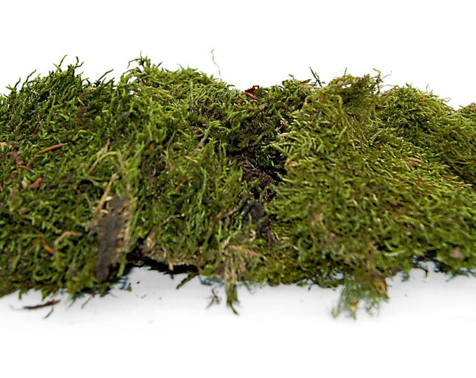 Flat moss 500 grams preserved