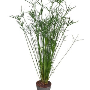 May include: A potted plant with long, slender green stems and delicate, star-like clusters of leaves. The plant is in a dark gray pot, set against a white background. The plant's texture and form create a natural, airy aesthetic.