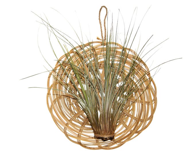 Basket with Tillandsia arrangement