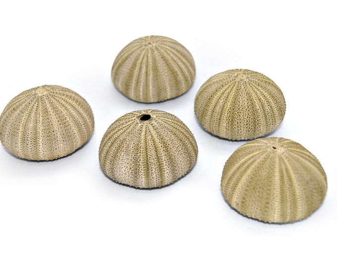 Sea urchin shells green set of 5