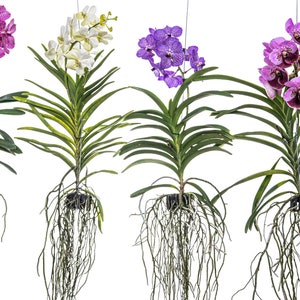 Può includere: Quattro orchidee sospese con fiori vibranti nei toni del viola, bianco e lavanda. Ogni pianta presenta lunghe foglie verdi e radici esposte. Le orchidee sono sospese su uno sfondo bianco, mostrando la loro bellezza naturale.