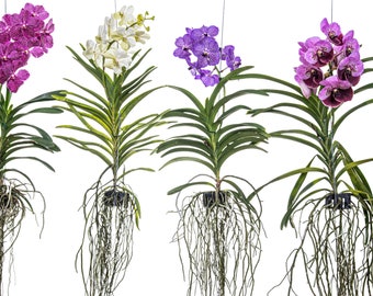 Vanda Orchidee blühend XXL 55 cm