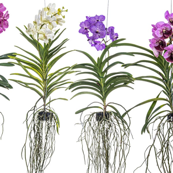 Vanda orchidee bloeiend XXL 55 cm