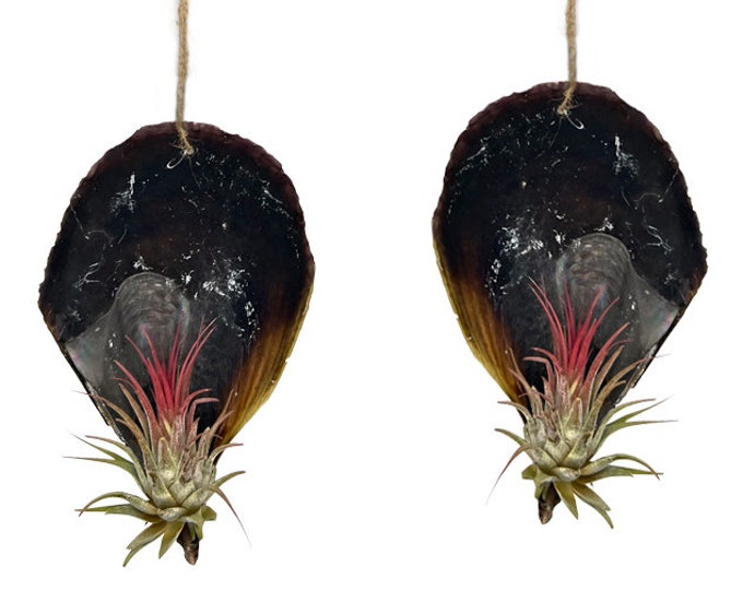 Shell with a real live tillandsia set of 2 no artificial plant exotic decoration maritime decoration garden party summer beach