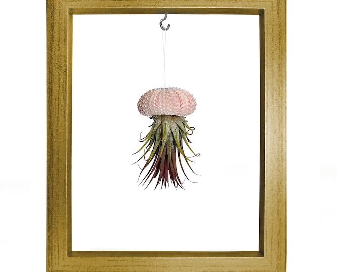 Picture Frame Sea Urchin Shell Tillandsie Decoration Garden Decoration Summer Bathroom Decoration Living Room Decoration