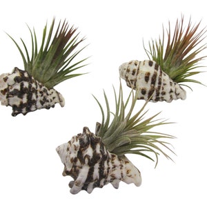Set of 3 from a real shell with tillandsia