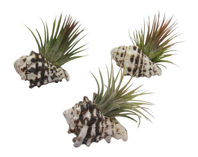 Set of 3 from a real shell with tillandsia