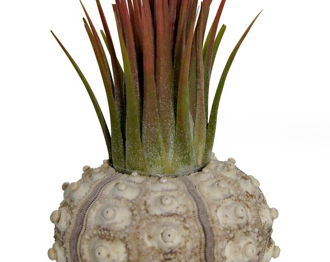 Enchanting combination of sea urchin shell and Tillandsia pink set of 1