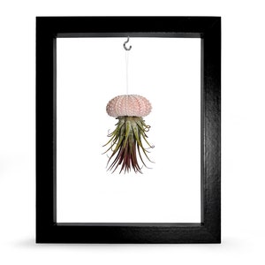 Picture Frame Sea Urchin Shell Tillandsie Decoration Garden Decoration Summer Bathroom Decoration Living Room Decoration