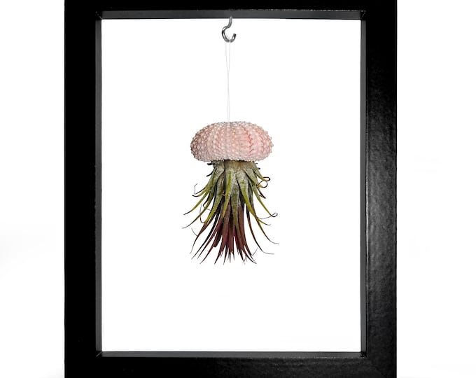 Picture Frame Sea Urchin Shell Tillandsie Decoration Garden Decoration Summer Bathroom Decoration Living Room Decoration