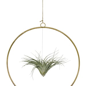 Tillandsia in a hoop loop. Extraordinary combination of a real live Tillandsia in a loop. Summer maritime decoration beach garden party