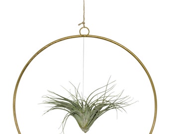 Tillandsia in a hoop loop. Extraordinary combination of a real live Tillandsia in a loop. Summer maritime decoration beach garden party