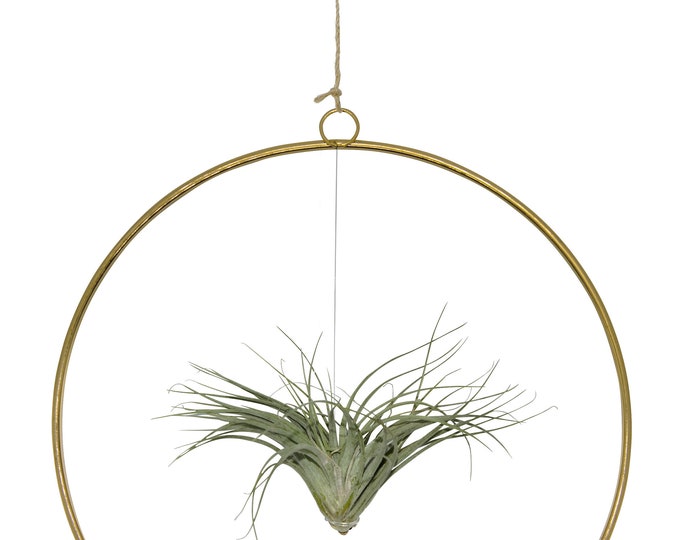 Tillandsia in a hoop loop. Extraordinary combination of a real live Tillandsia in a loop. Summer maritime decoration beach garden party