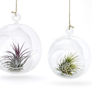 2er Set Glaskugel mit Luftpflanze  Exotische Deko Unikat Martime Deko Tillandsie Muschel Sommer Deko Garten Deko Strand Tropisch