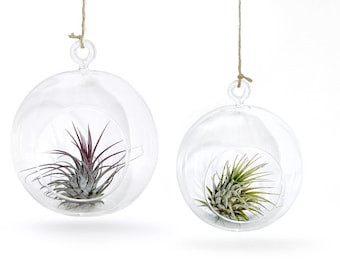 Set of 2 glass balls with air plant Exotic decoration Unique maritime decoration Tillandsia shell Summer decoration Garden decoration Beach Tropical
