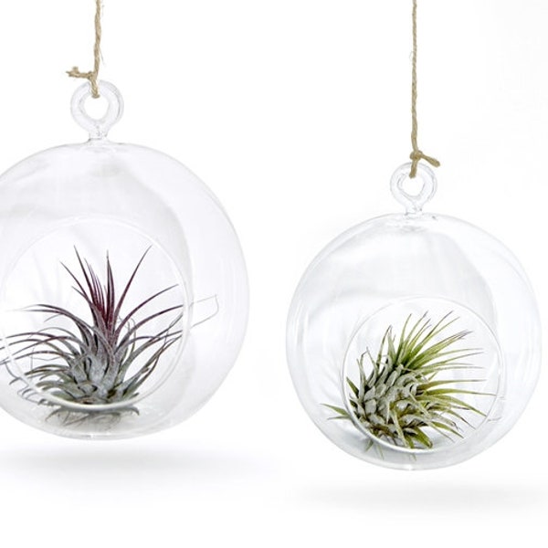 Set de 2 Boule de Verre avec Air Plante Décoration Exotique Décoration Unique Martime Décoration Tillandsie Shell Décoration d’été Décoration de jardin Plage Tropical