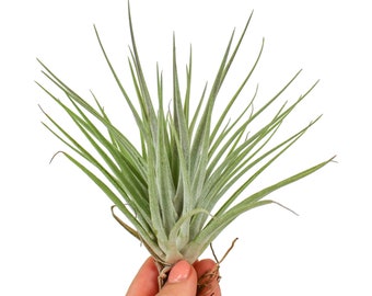 Op de afbeelding: Een groene luchtplant met lange, dunne bladeren. De plant wordt in een hand gehouden.
