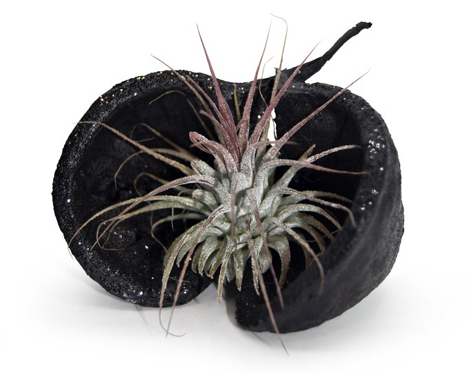 Exotic Pterygota alata nut shell black glitter with tillandsia decoration garden party summer balcony decoration