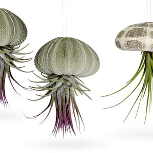 Set of 3 sea urchin shells with real Tillandsia exotic decoration