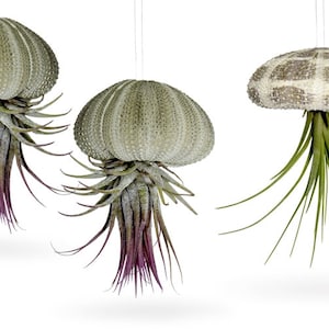 Peut inclure: Trois plantes aériennes suspendues dans des coquilles d'oursins. Les coquilles sont de couleur vert clair avec une surface texturée. Les plantes aériennes sont vertes et ont de longues feuilles fines. Les coquilles sont suspendues au plafond par de fines cordes.