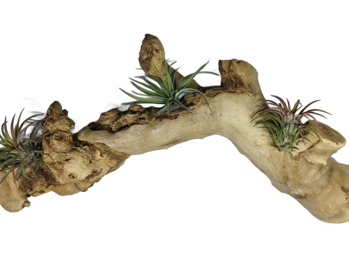 Tillandsia arrangement on root XXXL brown