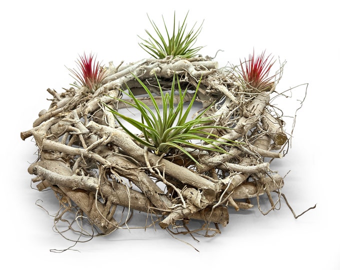 Decorative wreath combined with real living Tillandsia (not an artificial plant) garden decoration table decoration party decoration exotic decoration