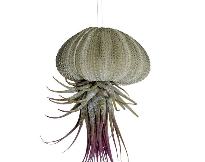 Sea urchin shell and Tillandsia Exotic decoration