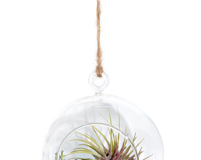 Miniature garden in a glass for hanging 12 cm "handmade"