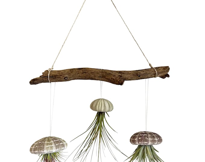 Liana 30 cm with sea urchin shell and Tillandsia