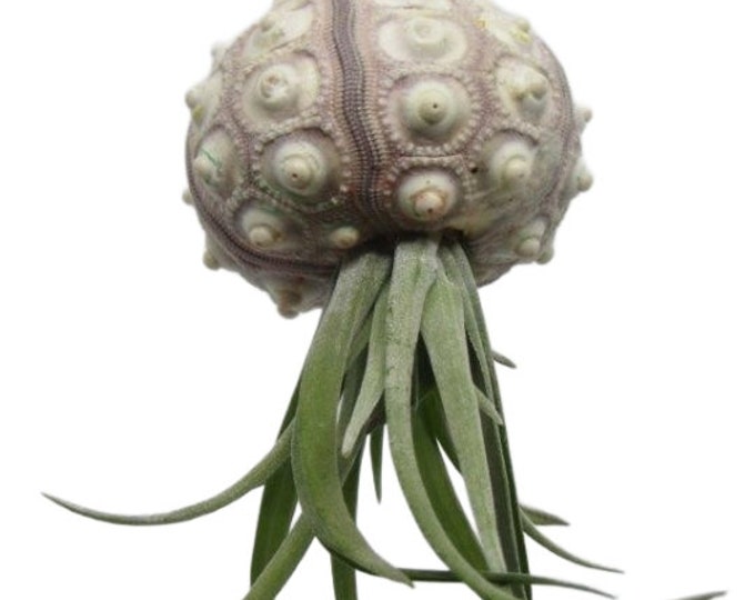 Sea urchin with Tillandsia air plant jellyfish