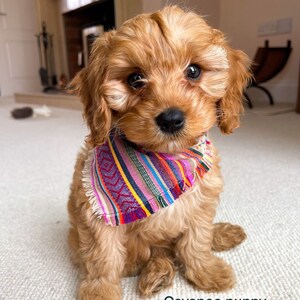 Male best sale dog bandanas