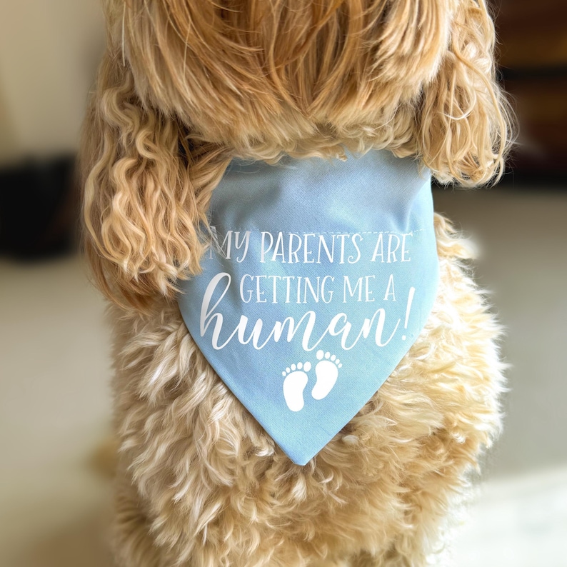 Pregnancy Announcement Dog Bandana, My Parents are Getting Me a Human Accessory, Baby Shower Gift, Puppy Accessory Scarf, Dog Photoshoot image 4