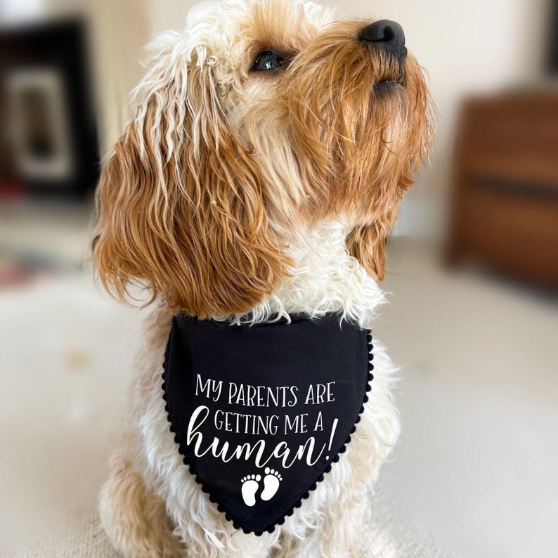 Pañuelo para perro para anunciar el embarazo, Mis padres me van a dar un bebé, Regalo divertido para anunciar el embarazo, Accesorio para sesión de fotos de cachorros imagen 3