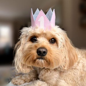 Dog Birthday Bandana, Birthday Boy Bandana and Hat Set, Dog Birthday Gift image 4