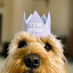 Couronne de fête d'anniversaire pour chien, chapeau de fête d'anniversaire pour chien, accessoire d'anniversaire libellé personnalisé